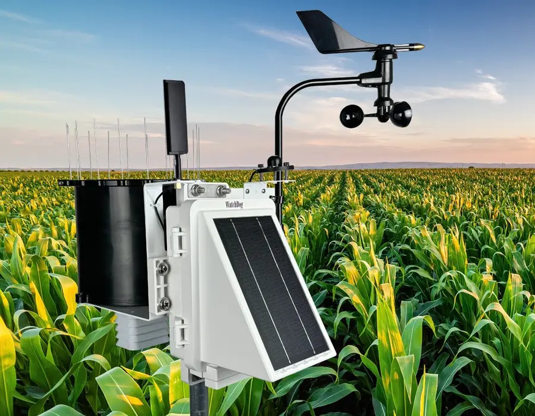 A WatchDog weather station in a corn field at first light